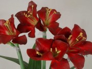 Czerwone sztuczne amarylisy